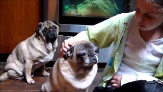 RESCUE PUGS Thurston forever foster blind diabetic Addisons Pug Rescue of New England PRoNE [upl. by Ventura]