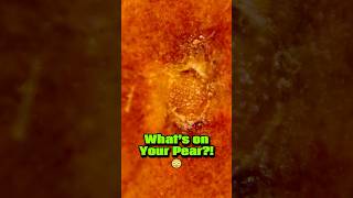 BlisterLike Structures Found on Pear Skin Under the Microscope shorts [upl. by Aneryc930]