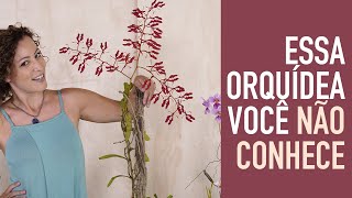 Top 5 ORQUÍDEAS que AMAM SOL e CALOR [upl. by Vacuva]