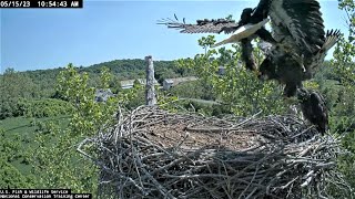 NCTC  Shepherdstown WV  Smitty defends the nest amp Jefferson holds on tight  5152023 [upl. by Warms442]