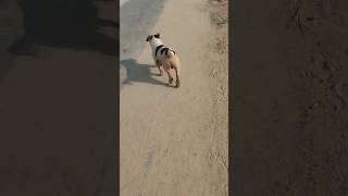 Indian funny dog video Pakistani comedy show United State Kingdom alangu adorabledog dogsworld [upl. by Fillbert]