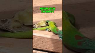 Day gecko has a bruised ego gecko lizard reptiles cuteanimals funnyanimals funnyshort [upl. by Thornie355]