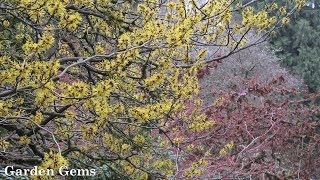 Witch hazel Hamamelis [upl. by Rizan184]