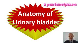 4 Urinary bladder  Relations  Ligaments  Trigone Micturition Reflex bladder  Flaccid bladder [upl. by Han550]