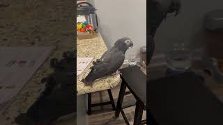 Merlin an African Grey Timneh parrot enjoys a pleasant morning [upl. by Nagar]