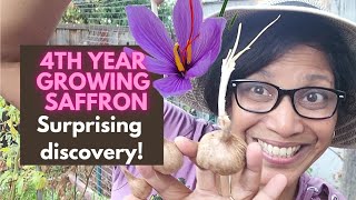 Growing SAFFRON did I finally BREAK EVEN [upl. by David]