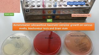 Acinetobacter Identification in Laboratory [upl. by Kolb]