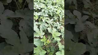 Bhendi ki khetigardeningtipsnatureloversoriginalplantsorganicfarmingbhendirecipekhetsubsub [upl. by Bolme]