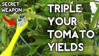 How to pollinate tomatoes by hand amp get Huge Tomato Yields [upl. by Barbur147]