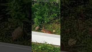 Chipmunk Visits the Garden 🐿️🐿️ shorts [upl. by Nic]