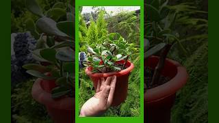 CRASSULA OVATA O PLANTA JADE HERMOSO BONSAI jardines hogar plantas hobby suculentas poda [upl. by Jock]