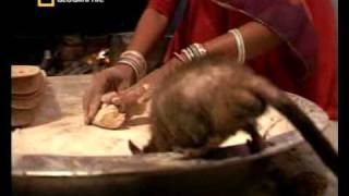 NATIONAL GEOGRAPHIC CHANNEL DEUTSCHLAND Ratten in Indien [upl. by Amuh]