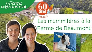 Les mammifères à la Ferme de Beaumont • 60 ans ça se fête [upl. by Theodore]