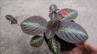 My New Episcia Plant from Cutting Propagation [upl. by Macrae]