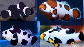 all rare clownfish species list  types of clownfish  Nemo fish [upl. by Marijane]