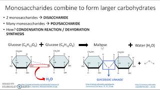 Monosaccharides and disaccharides [upl. by Wolfe710]