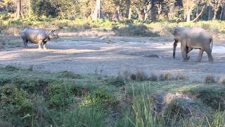 Rhino vs Elephant Jaldaprada West Bengal India [upl. by Nosneb]