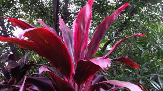 Cordyline fruticosa rubra  Palm Lily HD 04 [upl. by Maible177]