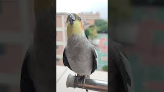 Cockatiel SingingHow to teach cockatoomale cockatiel sound [upl. by Rasure]