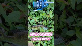 fishing fish florida trending peacockbass bassfishing fishingvideo sea ocean shorts bass [upl. by Ymia]