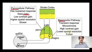 MCAT Question of the Day Magnocellular Pathways [upl. by Rovert]