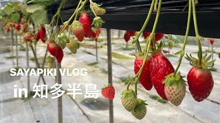 いちごを摘んでやきもの散歩道を散策🍓🐈愛知 [upl. by Paten548]