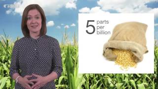 Mycotoxin reduction in cereal grains [upl. by Blynn554]