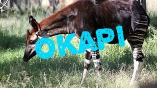 Okapi  okapia johnstoni  victor y la fauna [upl. by Anot]