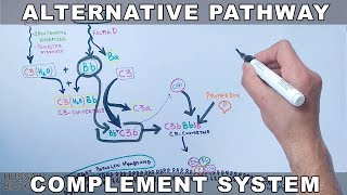 Alternative Pathway of Complement System [upl. by Aeslehc]