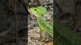 Western Basilisk Basiliscus galeritus  Observed in Description [upl. by Enirak]