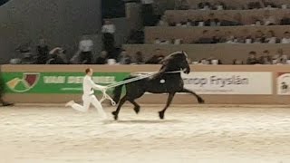 Tsjalke 397 Hengstenkeuring 2017 Faderpaard Friesian horse [upl. by Margi]