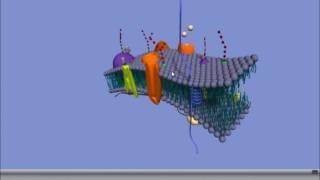 Interactive 3D Plasma Membrane [upl. by Sorips]