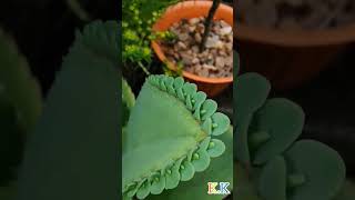 Kalanchoe laetivirensBryophyllum bud succulant plants budding love [upl. by Adnical]