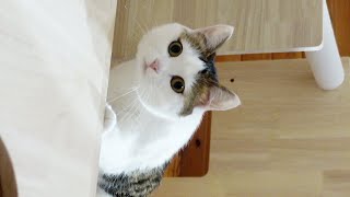 逆に上からすごい見てくるねこ。Miri looks down at me quizzically [upl. by Eikin]