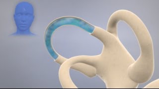 How the Inner Ear Balance System Works  Labyrinth Semicircular Canals [upl. by Veedis]