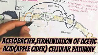 Acetic Acid Synthesis From Alcohol Fermentation Through Acetobacter umerfarooqbiology7083 [upl. by Peisch]