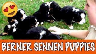 Berner Sennen puppies  DierenpraatTV [upl. by Tersina]