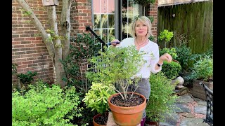 Relaxing Meditative Pruning a Sunshine Ligustrum from Southern Living [upl. by Quenna606]