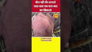 एकदम अलग क़िस्म का है ये गाँठ वाला हरा चारा reel shorts nepiyarghas [upl. by Antebi]