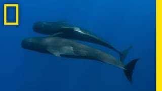 Striking Footage of Pilot Whales  Epic Adventures with Bertie Gregory on Disney [upl. by Nayrbo409]