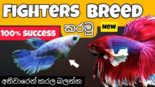 බෙටා මාළු අභිජනනය කරන්න නියම ක්‍රමය how to breed fighter fish [upl. by Ahsyt]