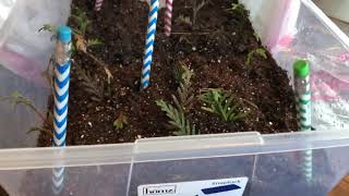 Green Giant Arborvitae Cuttings Have Roots 5 week update VIDEO 1 [upl. by Emilio334]