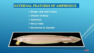 External Features of Amphioxus [upl. by Phoebe]