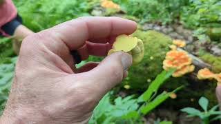 Finding and identifying chicken of the woods and jack olantern mushrooms [upl. by Jeanine]