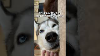 Magical Boop Snoot vs Monday morning  Timber says that hed ban Mondays as Emperor husky cute dog [upl. by Leis]