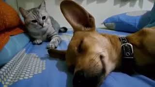 Dog Sleep Farting Makes Cat Angry [upl. by Attehcram767]