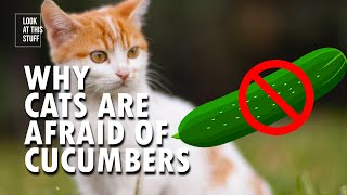 This Is Why Cats Are Afraid Of Cucumbers [upl. by Vescuso]