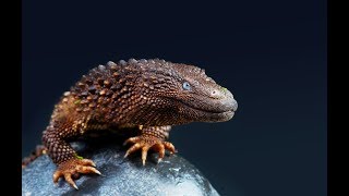 The Earless Monitor An Oddly Charismatic Lizard [upl. by Ninnette]