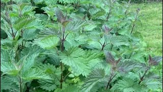 How To Make Stinging Nettle Leaf Tea amp its Health Benefits🍃 [upl. by Clayborn]