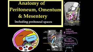 Anatomy of PeritoneumOmentum and Mesentery Including peritoneal spaces l radiology [upl. by Orozco425]